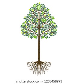 Tree Vector With Roots,aspen Tree Vector