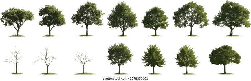 Tree Vector Set. Various Deciduous Tree Illustrations Isolated on White Background.