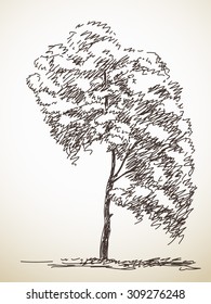 Árbol. Esbozo vectorial, ilustración dibujada a mano