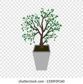 The tree vector spreads the leaves on the tall concrete pots, plant illustration on transparency background