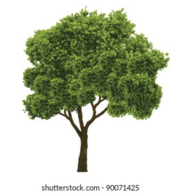 tree vector/illustration