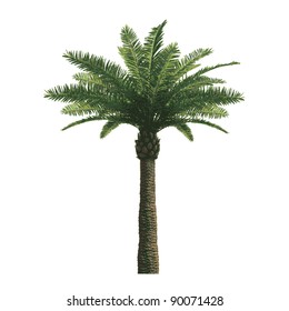 tree vector/illustration