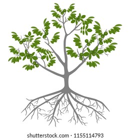 Tree of a walnut with green fruits and roots on a white background.