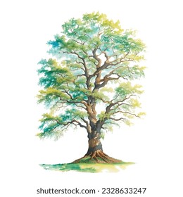 Tree watercolor, Side view green painting, set of graphics trees elements outline symbol for architecture and landscape design drawing. Vector illustration in stroke fill . Tropical, oak big plant