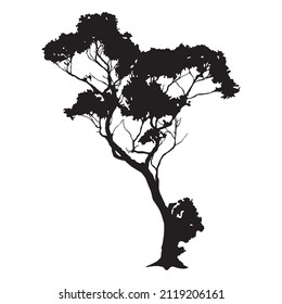 a tree whose branches are getting old and the leaves are starting to fall