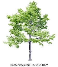 Tree without background. png tree.