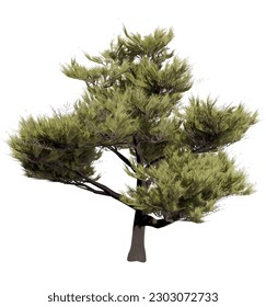 Tree without background. Png tree.
