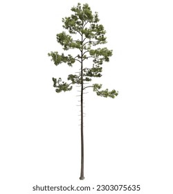 tree without background. tree png.