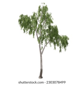 Tree without background. Png tree.