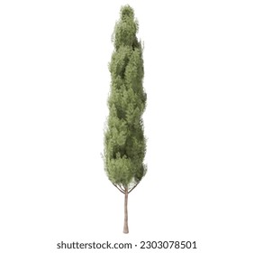 Árbol sin fondo. Árbol Png.