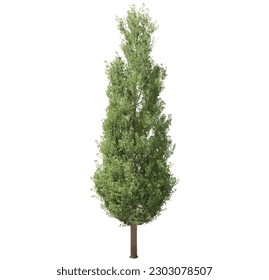 Árbol sin fondo. Árbol Png.