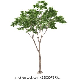 Tree without background. Tree png.