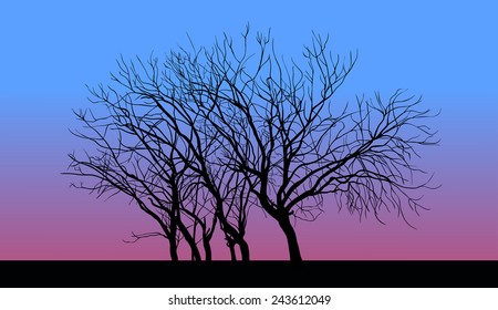 Tree without leaves in late autumn sunset.