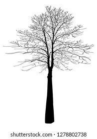 Tree without leaves on a white background. Ebony with bare branches. Park plant.