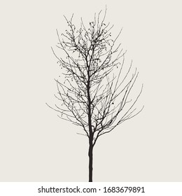 Tree without leaves, realistic silhouette, vector illustration
