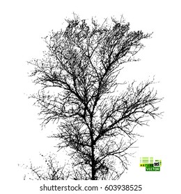 tree without leaves Silhouette Tracing. Vector