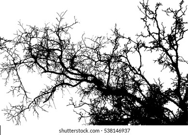 Tree without Leaves Vector Illustration. eps10