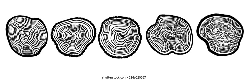 Tree wooden cut vector line set, timber cross-section history circle print on white, texture trunk age. Round black pine annual shape, nature oak circular texture top view. Wooden cut collection