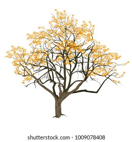 Tree with yellow leaves in the fall, the color vector image on a white background