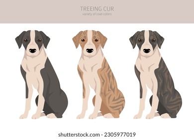 Treeing Cur clipart. All coat colors set.  All dog breeds characteristics infographic. Vector illustration