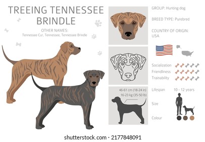 Treeing Tennessee Brindle clípart. Postas diferentes, colores de abrigo.  Ilustración del vector