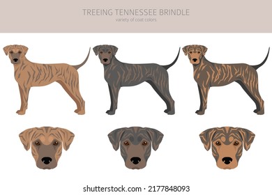 Treeing Tennessee Brindle clipart. Different poses, coat colors set.  Vector illustration