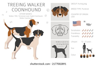 Treeing Walker coonhound clipart. Different poses, coat colors set.  Vector illustration