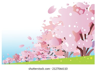 Ein von Bäumen gesäumter Weg entlang des Flusses mit Kirschblüten in voller Blüte.