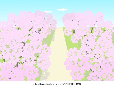 A tree-lined path with cherry blossoms in full bloom under a  blue sky