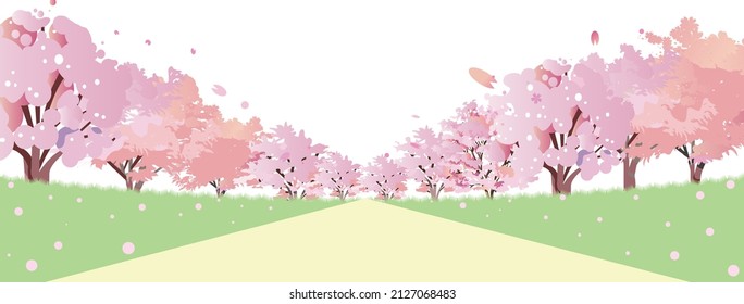 Tree-lined street with cherry blossoms in full bloom