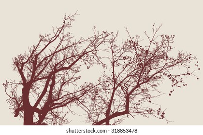 trees in the autumn