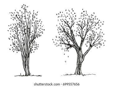 Trees Autumn Hand Drawing Vector. The Foliage Is Falling. Sketch