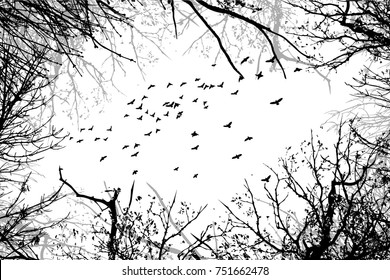 Trees background. forest with flying birds. Vector