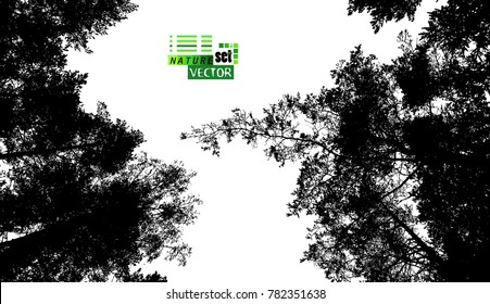 Trees background. forest. Vector
