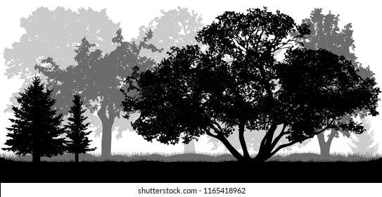Trees background, nature, park (forest), silhouettes