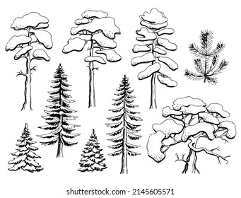 Сoniferous trees. Black and white illustration. Vector clipart. Hand-drawn