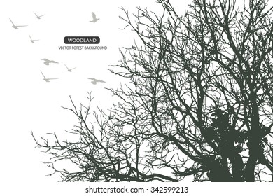 Trees and branches silhouette in aqua. Detailed vector illustration. Forest banner.