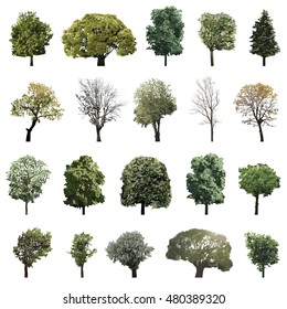 Trees collection. High detailed vector colorful illustrations