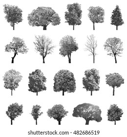 Trees collection. High detailed vector illustrations