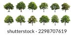 Trees collection set. Green plants with leaves, garden botanical vector realistic