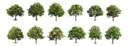 Trees Collection Set. Green Plants With Leaves, Garden Botanical Vector Realistic