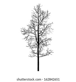 Trees with dead branch