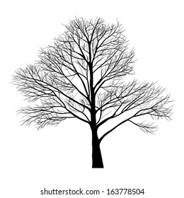 Trees with dead branch