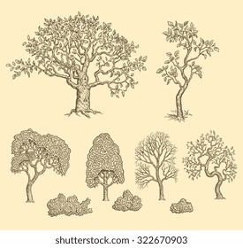 Trees. Design set. Hand drawn engraving. Vector vintage illustration. 8 EPS