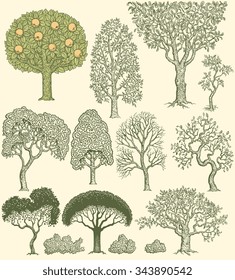 Trees. Design set. Hand drawn engraving. Vector vintage illustration. 8 EPS 