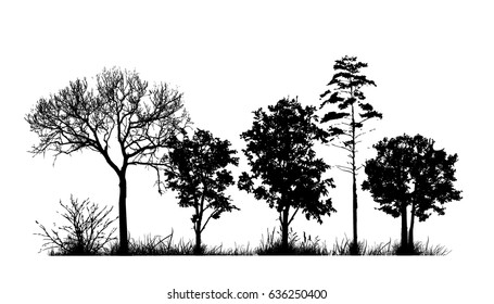 Trees in the forest. landscape. Vector.