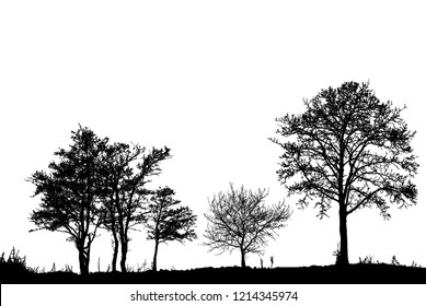 Trees in the forest. landscape. (Vector illustration).Eps10
