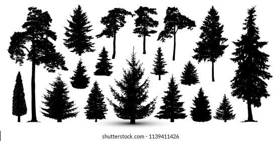Trees forest set, vector. Silhouette of pine, spruce