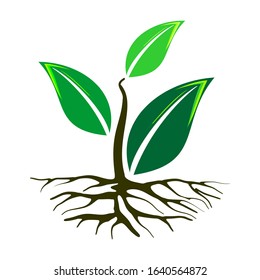 Trees with green leaves look beautiful and refreshing. Tree and root design vector illustration