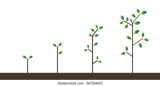 Trees Growing
